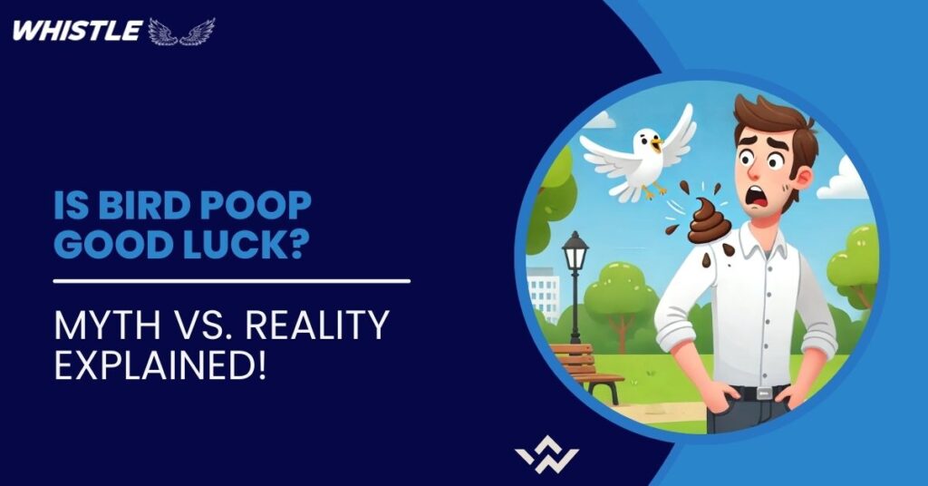 Is Bird Poop Good Luck? Myth vs. Reality Explained!