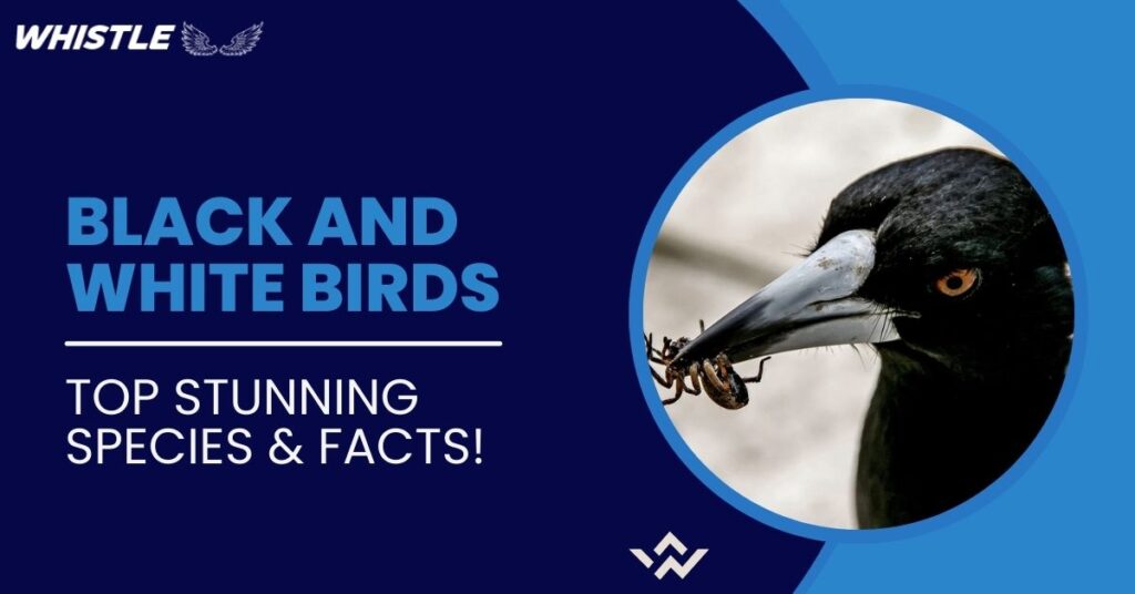 Black and White Birds - Top Stunning Species & Facts!