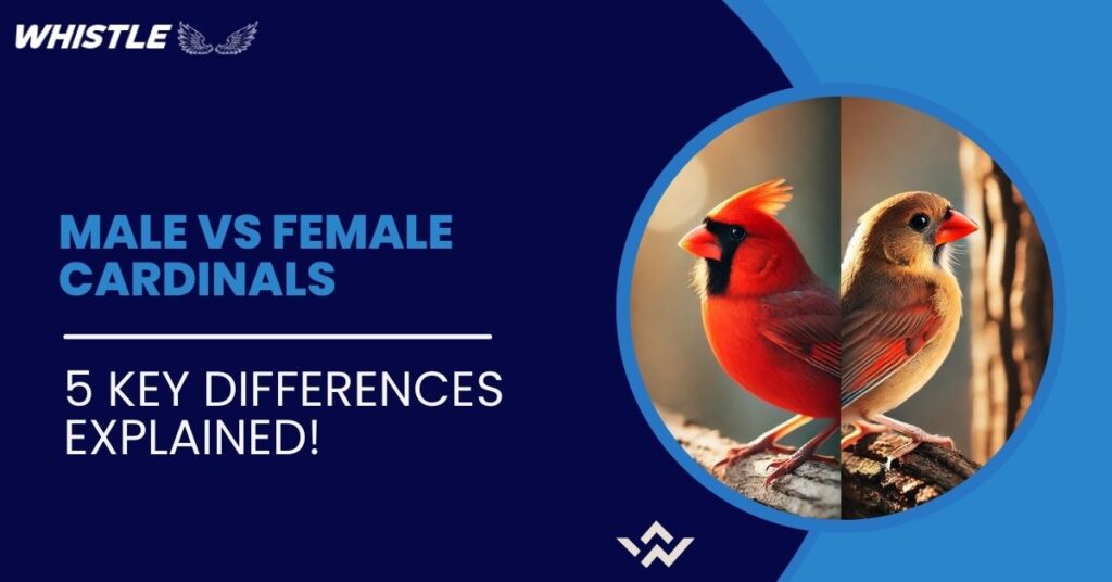 Male vs Female Cardinals - 5 Key Differences Explained!