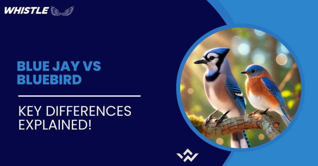 Blue Jay Vs Bluebird - Key Differences Explained!