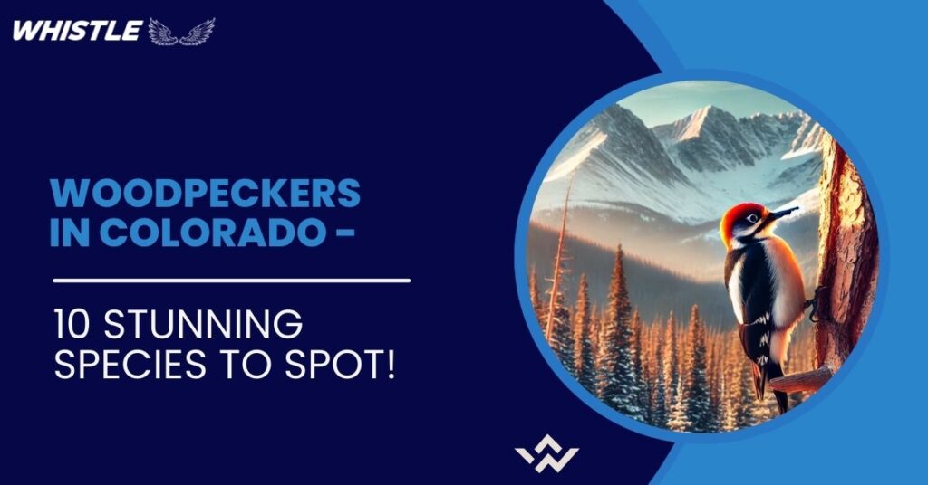 Woodpeckers in Colorado - 10 Stunning Species to Spot!