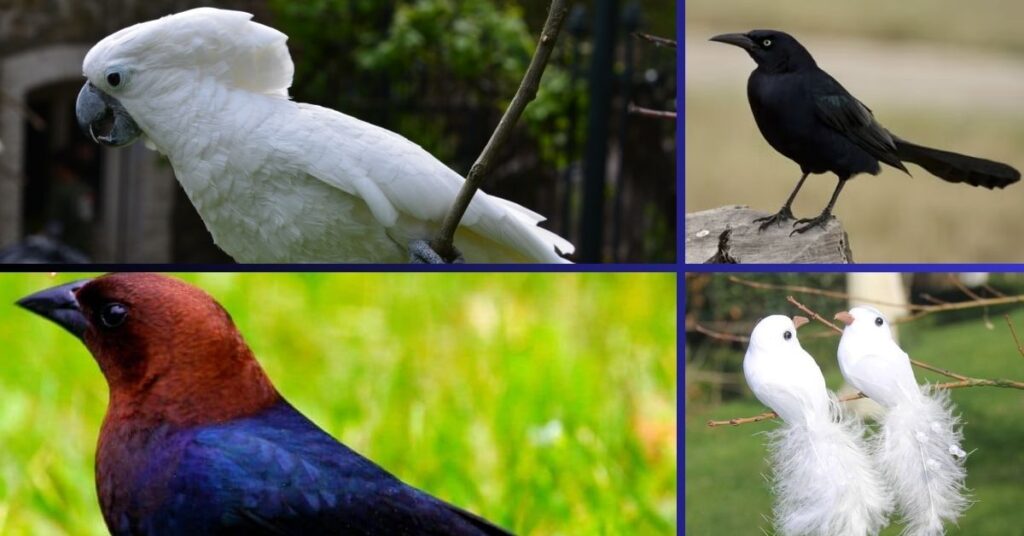 From Forests to Oceans - The Diverse Habitats of B&W Birds!