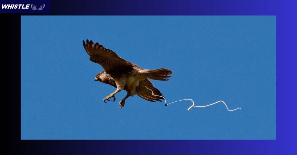 The Superstition - Bird Poop as a Symbol of Good Fortune!