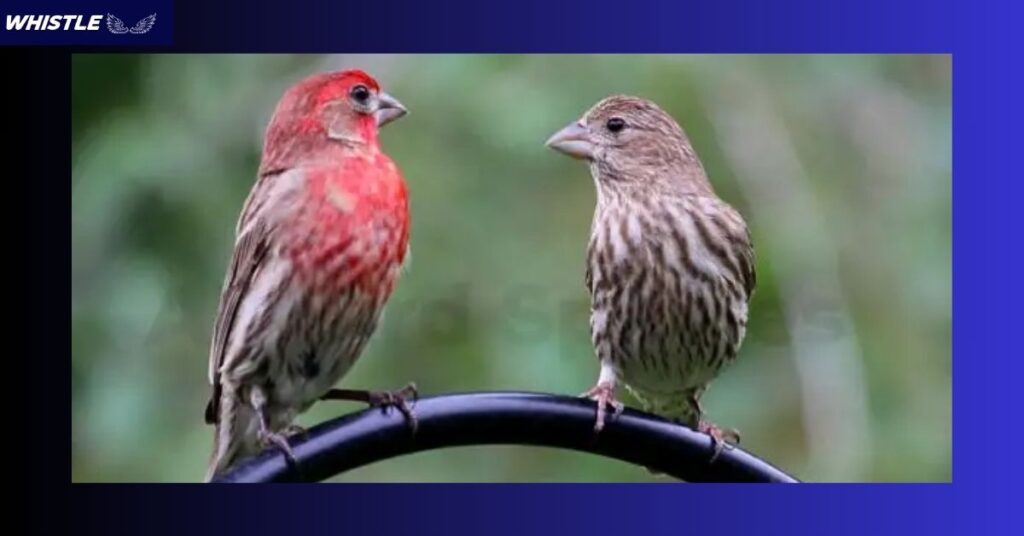 Why Do Some Birds Have Red Heads?