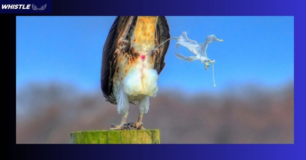 The Superstition - Bird Poop as a Symbol of Good Fortune!