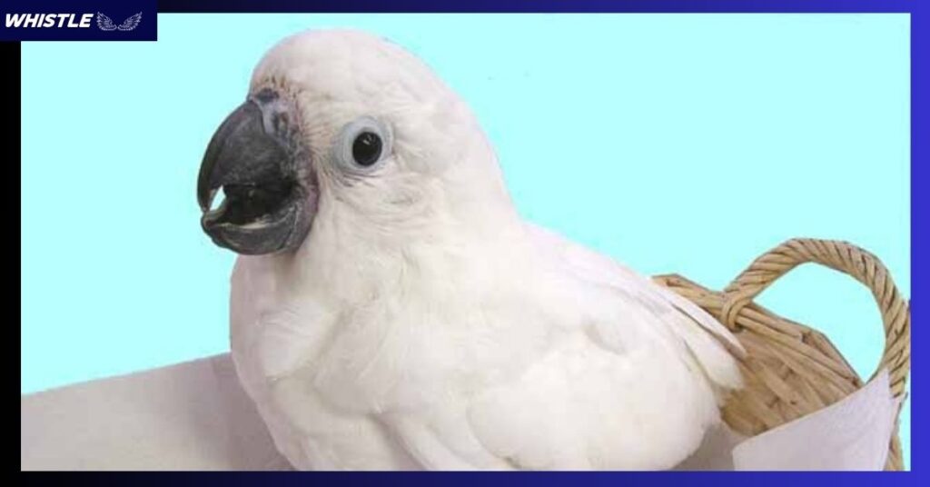 Baby Umbrella Cockatoos: What Do They Do?