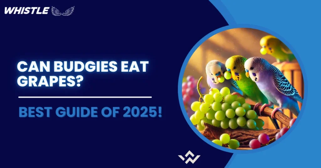 Can Budgies Eat Grapes? Best Guide of 2025!