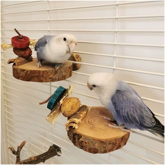 Characteristics and Differences of Wooden Parrot Toys