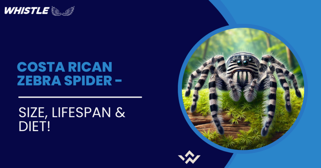 Costa Rican Zebra Spider - Size, Lifespan & Diet!