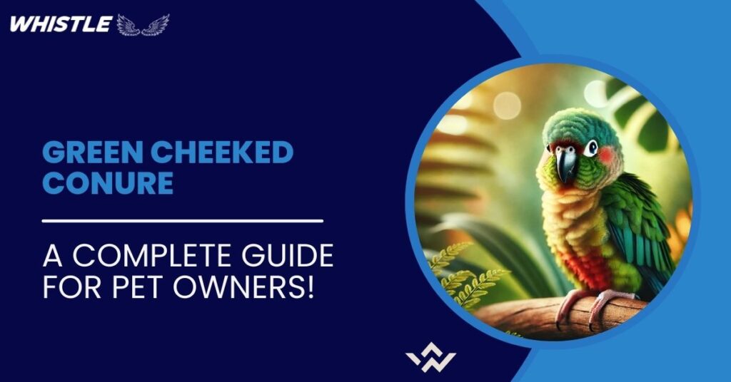 Green Cheeked Conure - A Complete Guide for Pet Owners!