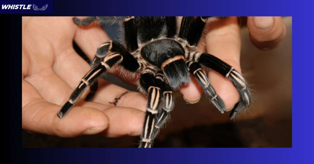 Reproduction and Life Cycle of the Costa Zebra Spider!