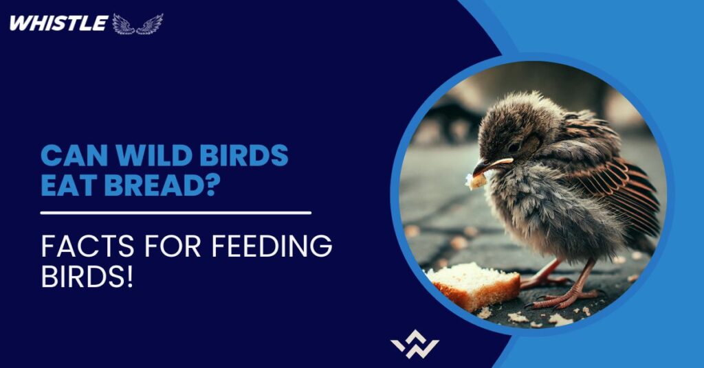 Can Wild Birds Eat Bread? Facts For Feeding Birds!