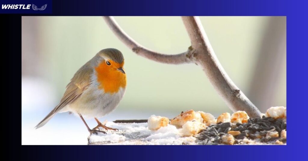 The Best Foods to Feed Wild Birds in Your Yard - Alternatives to Bread!