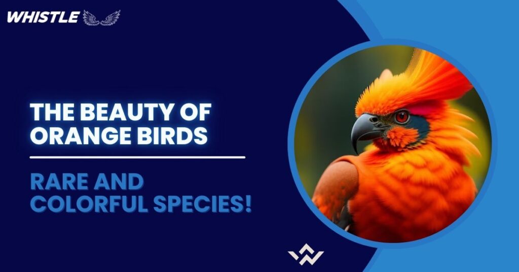 The Beauty of Orange Birds - Rare and Colorful Species!