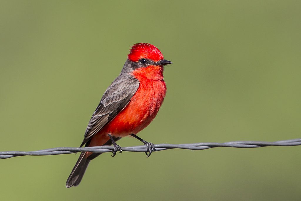 4. Vermilion Flycatcher: