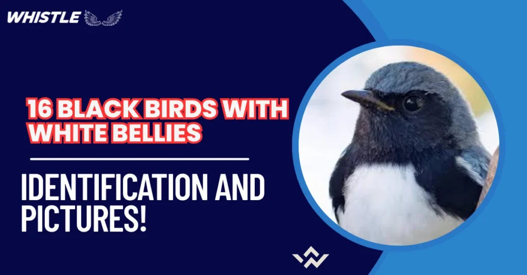 16 Black Birds With White Bellies - Identification And Pictures!