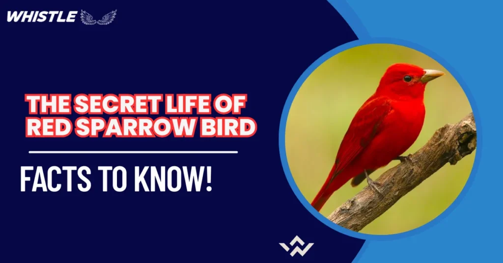 The Secret Life of Red Sparrow Birds - Facts to Know!