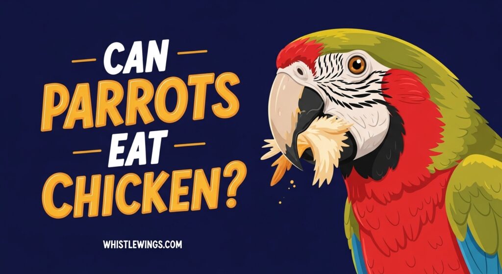 Can Parrots Eat Chicken Facts and Tips for Parrot Diet!